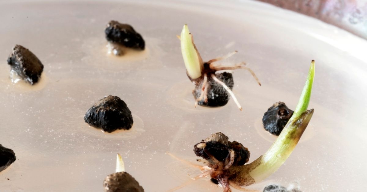 Establishment of World Musa Seed Bank | Plantentuin Meise