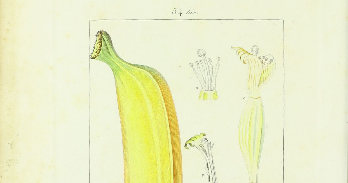 Musa | Plantentuin Meise