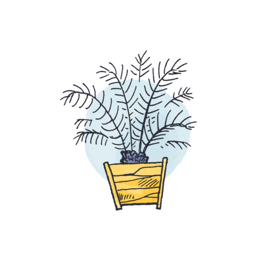 Adopt an orangery plant