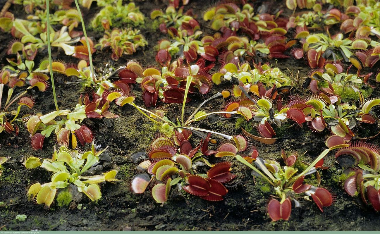 Les plantes carnivores en auge ou au jardin - Hortus Focus I mag