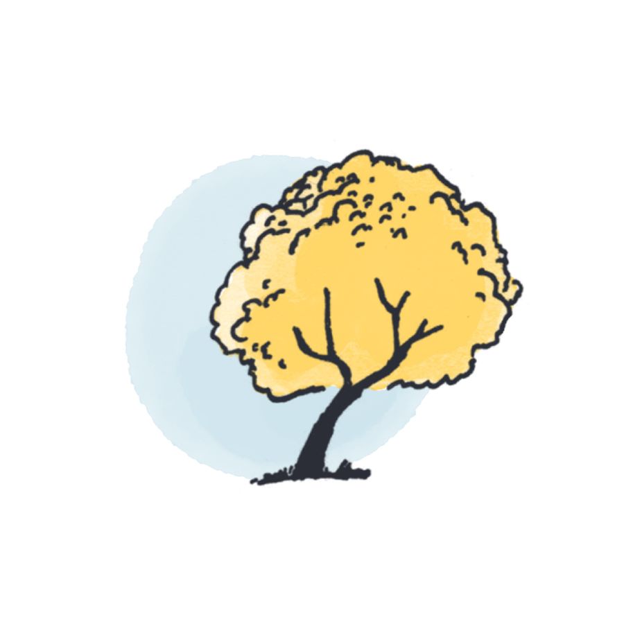 Een nieuwe boom in de Plantentuin